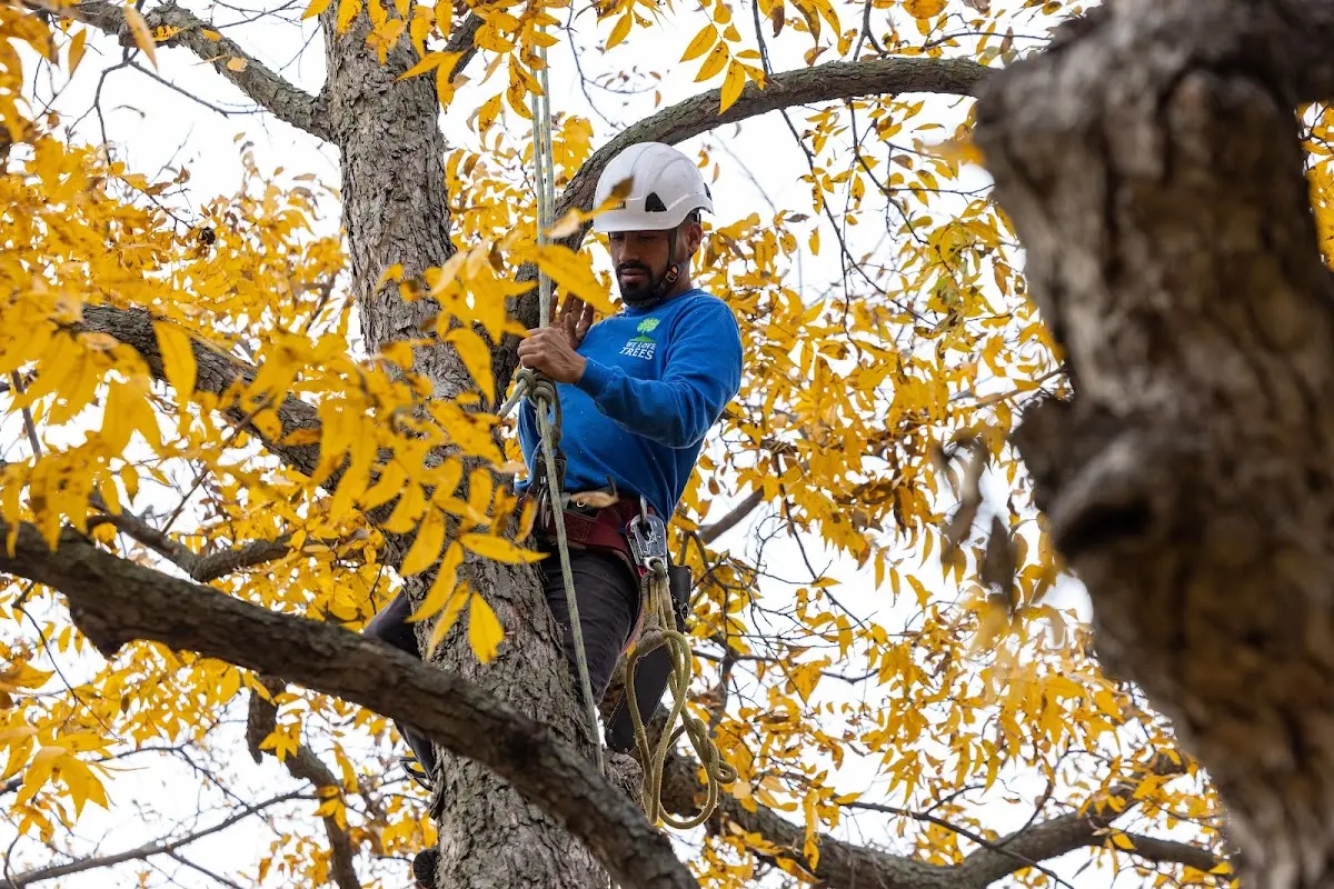 Skilled Storm Damage Cleanup crew working in Midland